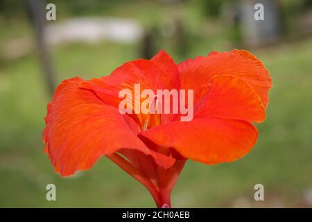 Rote Canna Blumen Hintergrund asien Blume Bild Stockfoto