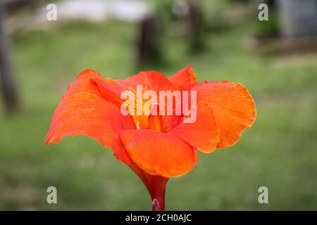 Rote Canna Blumen Hintergrund asien Blume Bild Stockfoto