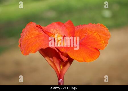 Rote Canna Blumen Hintergrund asien Blume Bild Stockfoto