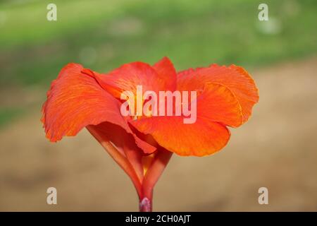 Rote Canna Blumen Hintergrund asien Blume Bild Stockfoto