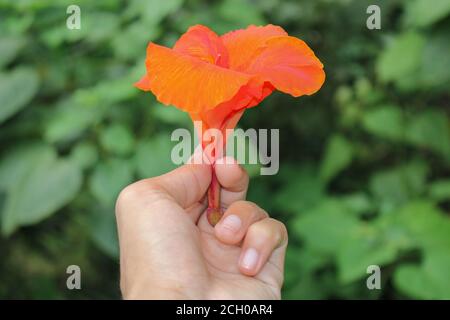 Rote Canna Blumen Hintergrund asien Blume Bild Stockfoto