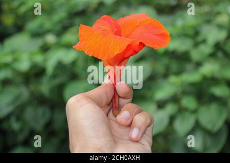 Rote Canna Blumen Hintergrund asien Blume Bild Stockfoto