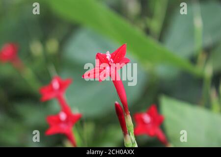 Schöne Blume Hintergrund rosa Blume Stern Blume Hintergrund Bild Stockfoto