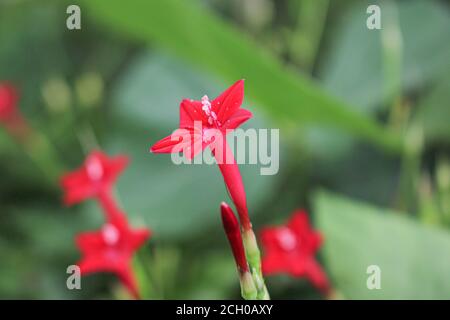 Schöne Blume Hintergrund rosa Blume Stern Blume Hintergrund Bild Stockfoto