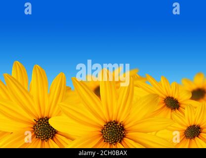 Sommerblumen Hintergrund, gelbe Sonnenblumen über blauen Himmel. Stockfoto