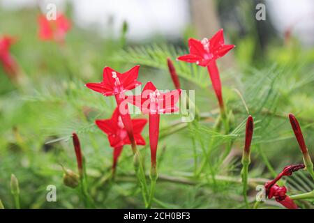 Schöne Blume Hintergrund rosa Blume Stern Blume Hintergrund Bild Stockfoto