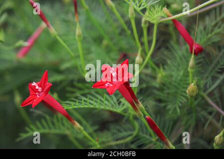 Schöne Blume Hintergrund rosa Blume Stern Blume Hintergrund Bild Stockfoto