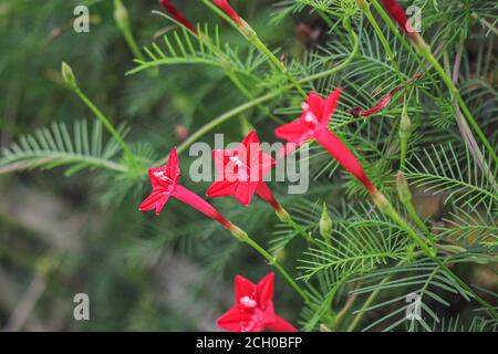 Schöne Blume Hintergrund rosa Blume Stern Blume Hintergrund Bild Stockfoto