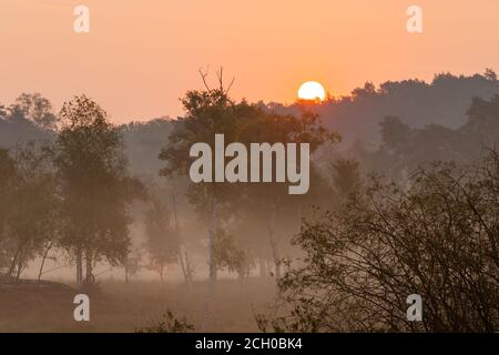 Sonnenaufgang im Nationalpark Brunssumerheide in den Niederlanden, der im September in einer warmen violetten Blüte mit frühmorgendlichem Nebel steht Stockfoto