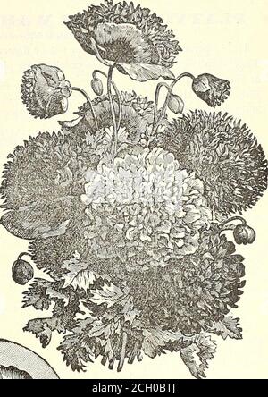 . Dreer Garten 1902 Kalender . Single an.nual Poppy. Doppelte Nelken-Mohnblumen. SINGI.E ANISUAI^MOHNBLUMEN. PEK PKT. 3091 Danebrog oder Dänisches Kreuz. Sehr auffällige Varietät, die große Blüten von brilliantem Scharlach hervorbringt, mit einem sil-sehr-weißen Fleck auf eachpetal, wodurch ein W hite Kreuz 5 3696 Shirley gebildet wird. Diese Charm-ing Mohnblumen sind Einzel-oder Doppel-semi. Die Farbpalette, die sich von purewhite über die feinsten Schattierungen von blassrosa, roséund Karmin bis zum tiefsten Krim-Sohn erstreckt, ist so vielfältig, dass Skarcelytwo gleich sind, während viele zart kantig und gestreift sind.die Blüten, wenn CCIT Wann Stockfoto