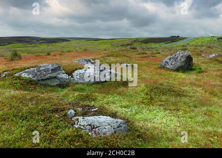 Blühende Gräser flankieren rustikale Felsbrocken unter bewölkten Himmel am hellen Sommermorgen in North York Moors bei Goathland, Yorkshire, UK. Stockfoto