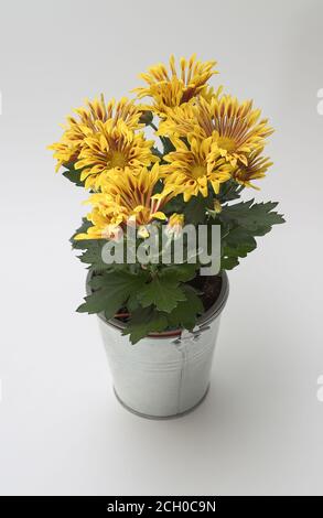 Chrysantheme, intensiv farbenprächtiger Blumenstrauß in voller Blüte in einem Metalleimer, vor einem hellen Hintergrund, aus nächster Nähe fotografiert Stockfoto