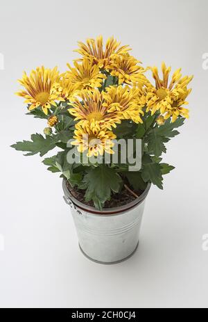 Chrysantheme, intensiv farbenprächtiger Blumenstrauß in voller Blüte in einem Metalleimer, vor einem hellen Hintergrund, aus nächster Nähe fotografiert Stockfoto