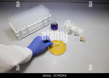 Mikrobiologe im Labor, der Bakterienproben auf einer Platte analysiert. Wissenschaftler, die in einem Biologielabor arbeiten Stockfoto