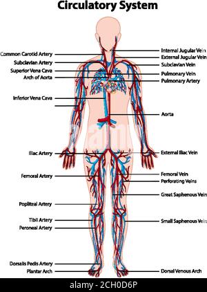 Darstellung der Anatomie des Kreislaufsystems Stock Vektor