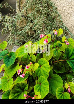 Kombinationspflanzung von rosa blühenden, winterharten Begonia grandis var. evansiana und Cotoneaster horizontalis 'Variegata;' Stockfoto