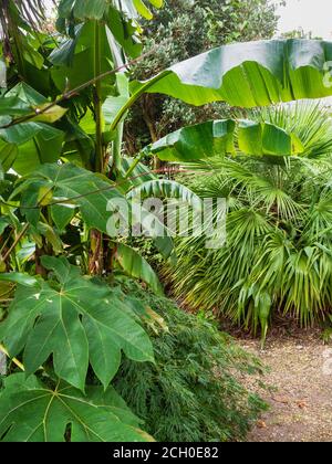 Tetrapanax Papyrifer, Musa basjoo, Chamaerops humilis und Acer palmatum dissectum 'Viridis' in einer exotischen Laubkombination in einem Garten in Devon, Großbritannien Stockfoto