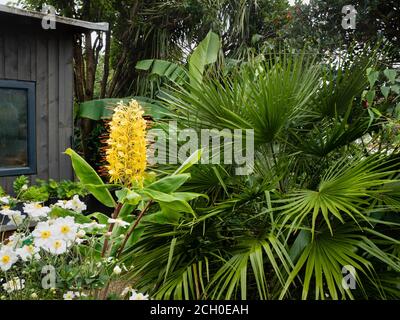 Exotische Gartenschau mit Hedychium gardnerianum, Chamaerops humilis, Anemone x hybrida 'Honorine Jobert' und Musa basjoo Stockfoto