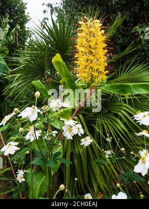 Exotische Gartenschau mit Hedychium gardnerianum, Chamaerops humilis, Anemone x hybrida 'Honorine Jobert' und Musa basjoo Stockfoto