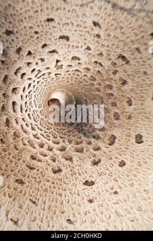 Macrolepiota procera, der Sonnenpilz - Czubajka kania (Parasolnik) Stockfoto