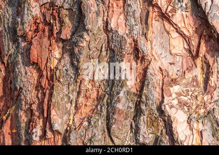 Textur der alten Baumrinde, geprägte Textur der Rindenkiefer, Hintergrund Stockfoto