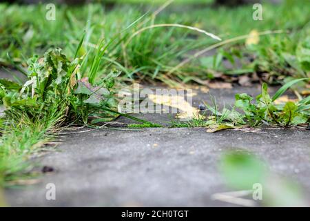 Grünes Gras wächst durch Fliesen auf dem Bürgersteig Stockfoto