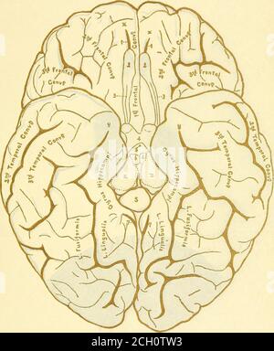 . Eisenbahn und andere Unfälle im Zusammenhang mit Verletzungen und Erkrankungen des Nervensystems : ein Buch für den Einsatz vor Gericht . 5*8-.i IVXX Stockfoto