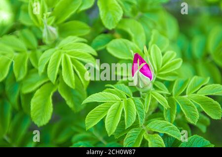 Wilde Hagebuttenknospe. Hagebuttenknospe aus nächster Nähe umgeben von grünen Blättern im Garten. Wilde Rose blüht Stockfoto