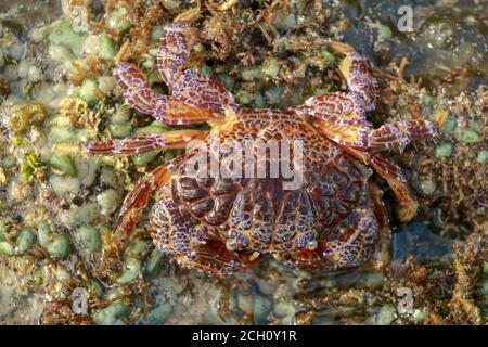 Nahaufnahme von Zosimus aeneus ist eine Krabbenart, die auf Korallenriffen im Indo-Pazifik von Ostafrika bis Hawaii lebt. Teufelskrabbe im flachen Wasser Stockfoto