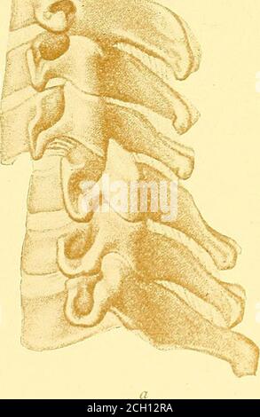 . Eisenbahn und andere Unfälle im Zusammenhang mit Verletzungen und Erkrankungen des Nervensystems : ein Buch für den Einsatz vor Gericht . Stockfoto