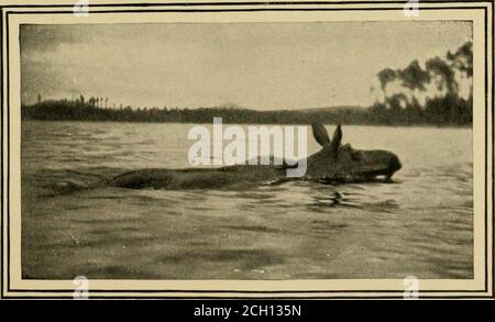 . Im Kiefernwald; ein Handbuch für Sportler und Camper in den großen Maine Wäldern. Jemand Kommt. Guess Rii Be Goii, Stockfoto