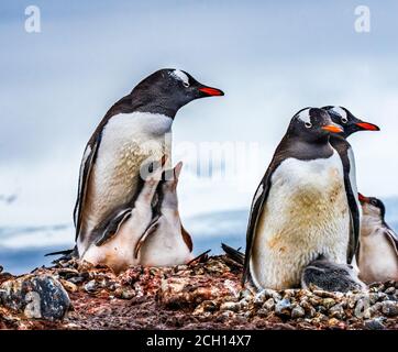 Gentoo Penguin Familie und Chick Yankee Hafen Greenwich Island Antarktis Stockfoto