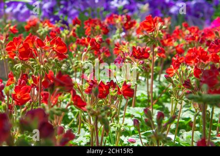 Blumen in einem großen grünen Haus. Botanischer Garten mit vielen schönen Blumen. Bunte Blumen auf den Tischen. Hintergrund der Blumen rot und lila Stockfoto