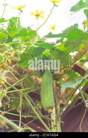 Ansicht von Bio Luffa Frucht mit blütengelben Blüten auf Pergola im Garten in der Nähe von Dallas, Texas, USA Stockfoto