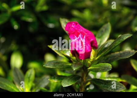 Nahaufnahme von rosa Azaleen, Rhododendronblüte Stockfoto