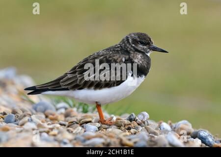 Turnstone - Arenaria intepres - Winter Stockfoto