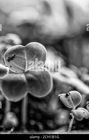 Eine Makroaufnahme der Sämlinge von Microgreens fängt ein Miniaturwald Stockfoto