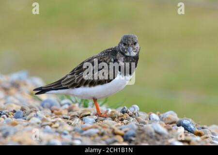 Turnstone - Arenaria intepres - Winter Stockfoto