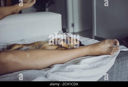 Chihuahua schläft zwischen den Beinen des Besitzers auf einer Couch. Siesta Zeit. Selektiver Fokus auf die Pfoten. Verschwommener Hintergrund. Stockfoto