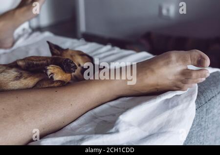 Chihuahua schläft zwischen den Beinen des Besitzers auf einer Couch. Siesta Zeit. Selektiver Fokus auf die Pfoten. Verschwommener Hintergrund. Stockfoto