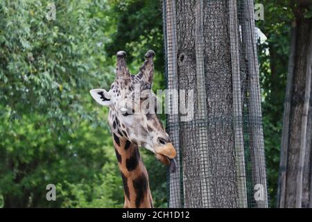 Nahaufnahme einer afrikanischen Giraffe, die den Baumstamm im Zoologischen Garten leckt. Rothschilds Giraffe (Giraffa Camelopardalis rothschildi) beim Essen im tschechischen Zoo. Stockfoto