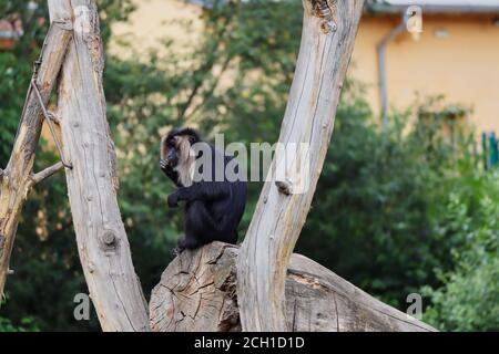 Makak mit schwarzem Haar und Silber-weißer Mähne sitzt auf dem Holzstück im tschechischen Zoo. Löwenschwanz-Makaken (Macaca Silenus) auch als Wanderoo.o Stockfoto