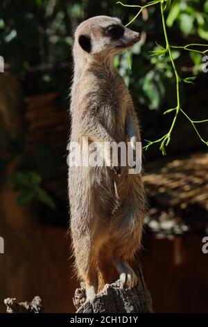 Alert African Meerkat steht auf Stück Holz und beobachtet seine Umgebung. Suricate ist eine kleine Mungo mit braunem Fell, großen Augen und breitem Kopf. Stockfoto