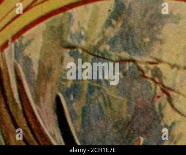 . Im Kiefernwald; ein Handbuch für Sportler und Camper in den großen Maine Wäldern. 0 013 995 551 1inpinetreejungle00ban. 6 Stockfoto