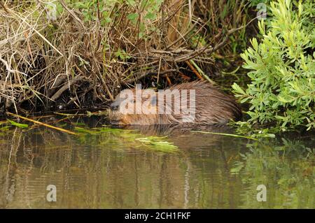 Biber, die im Wasser fressen, zeigt braune Pelzwolle, Körper, Kopf, Auge, Ohren, Nase, Pfoten, Krallen mit grünem Laubhintergrund und in ihrem Lebensraum und Stockfoto