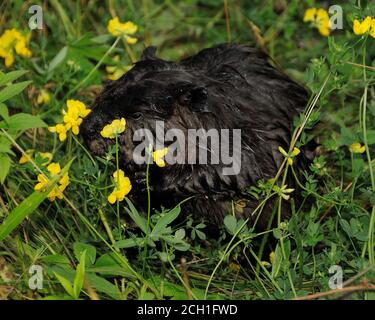 Biber Baby Nahaufnahme Essen Gras, Wildblumen mit braunem Fell, Körper, Kopf, Augen, Ohren, Nase, Pfoten, Schwanz in seiner Umgebung und Lebensraum mit einem f Stockfoto