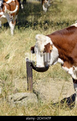 Portrait de vache Montbéliarde Stockfoto