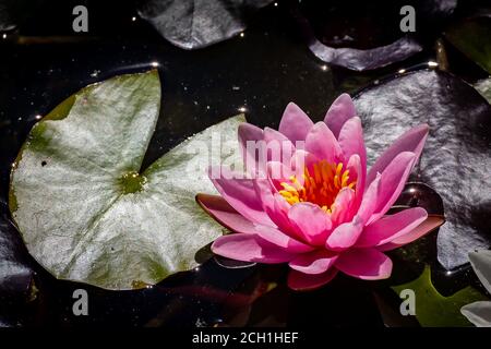 Foto von einem rosa nenufar im Wasser schließen Stockfoto