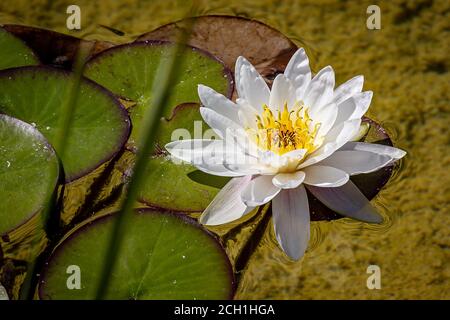 Foto von einem weißen nenufar im Wasser schließen Stockfoto