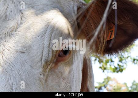 Portrait de vache Montbéliarde Stockfoto